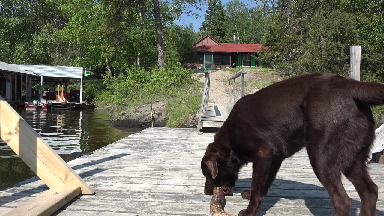 At Red Lake, Canada, the dog remains bent over the stick on the wooden dock, with calm water to the left, a covered dock in the background, and no visible people.