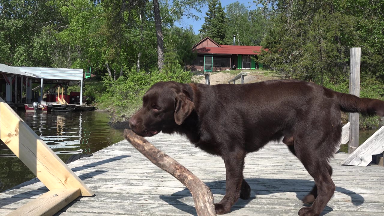 Dark brown dog carries a large stick across a wooden dock.