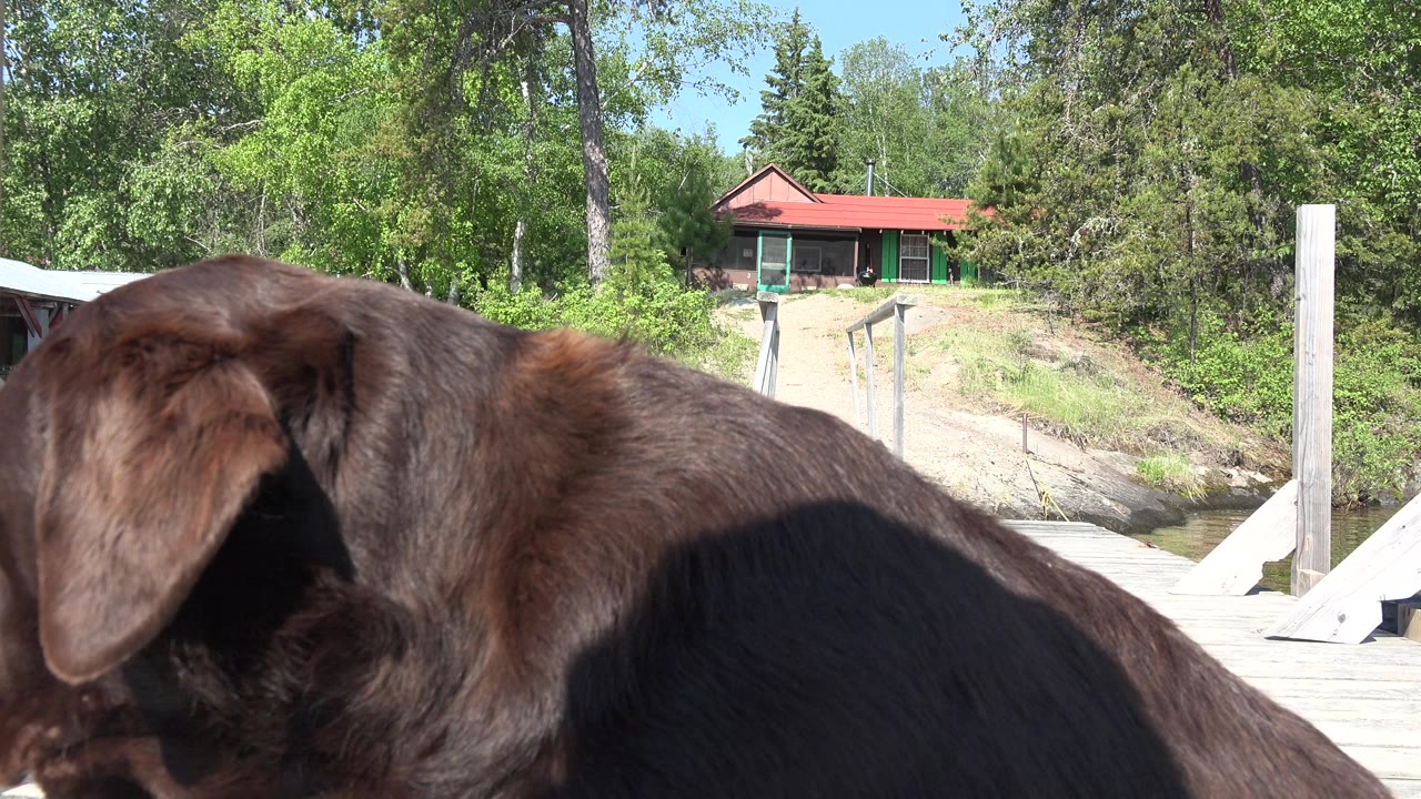 Dark brown dog close to camera on a wooden pier