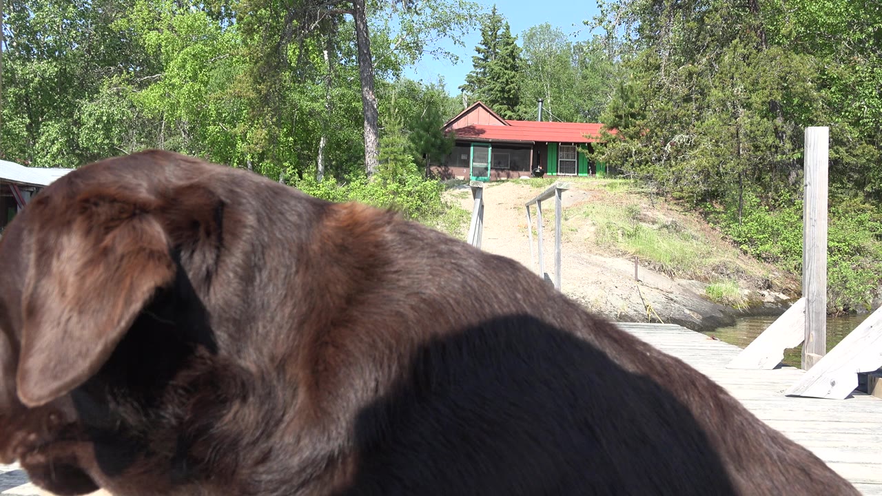 The dog remains large in the foreground at Red Lake, Canada, with a wooden pier, rail posts, green shoreline, and no visible people in the sunlit background.