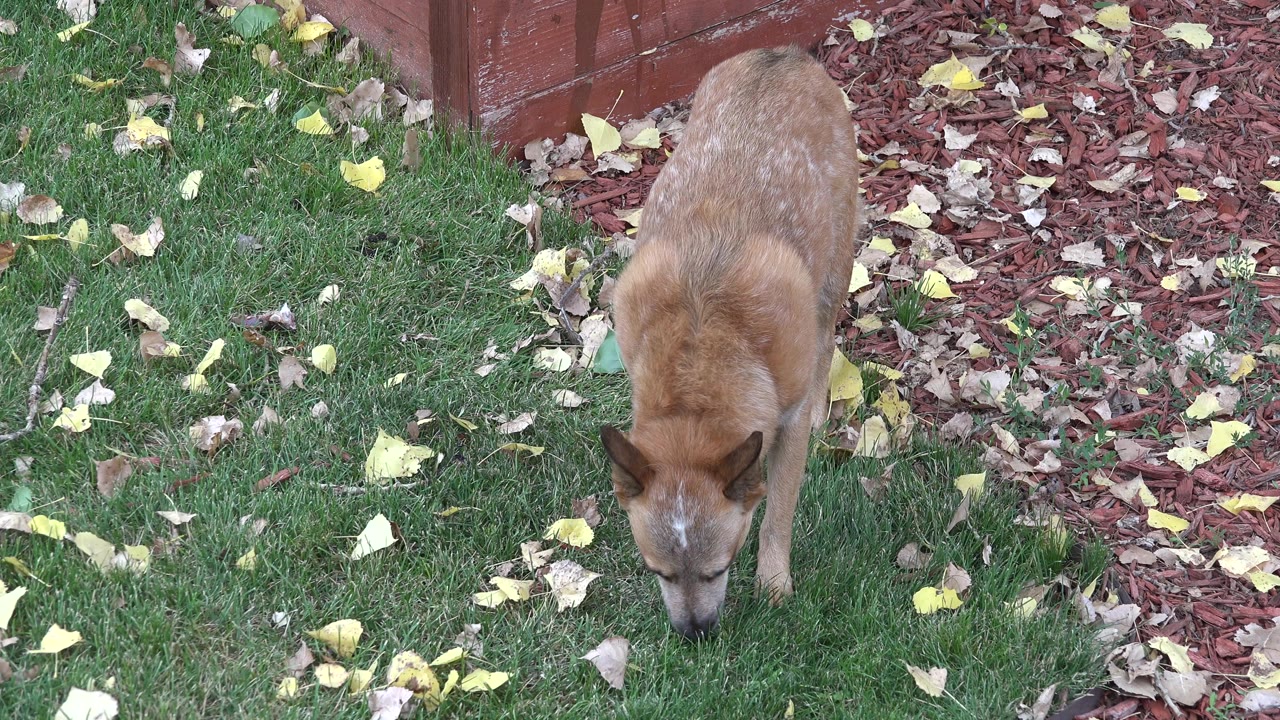 Tan dog sniffing grass beside leaves and red mulch.