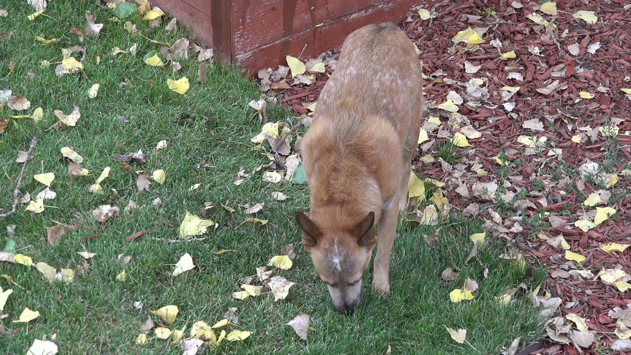 The dog stands near the center of the lawn with its head down toward the grass, surrounded by fallen leaves and a red mulch strip in Westminster, Colorado, with no visible people.