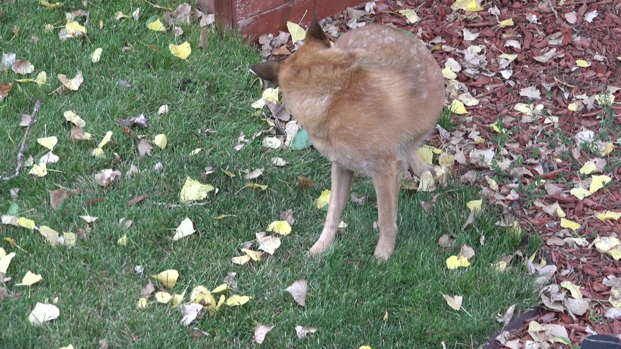 Tan dog sniffing grass near fallen leaves and red mulch.