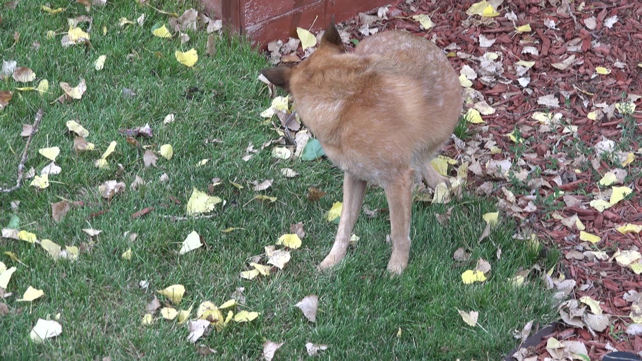 At 0:01 in Westminster, Colorado, the dog keeps its head low over the grass, with the red mulch bed and wooden border behind it and no visible people.