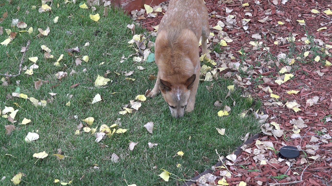 Tan dog sniffing grass beside red mulch and fallen leaves.