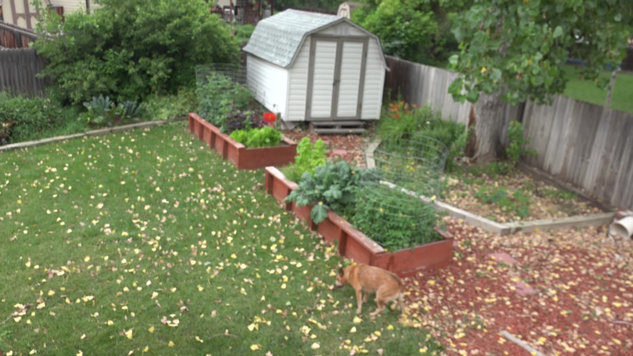 Brown dog near a lawn and raised garden beds in a fenced backyard.