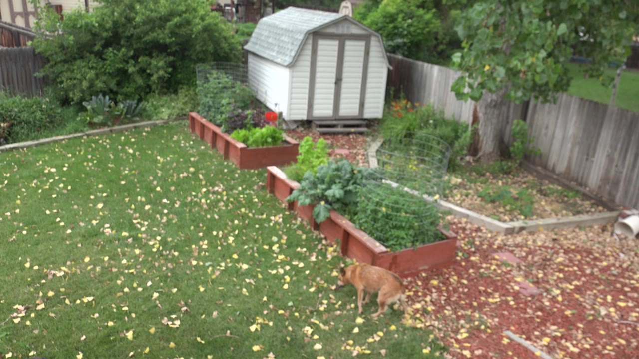 A brown dog keeps its head low on the Westminster, Colorado lawn while red garden boxes, leafy plants, fencing, and a small shed remain in the background with no visible people.