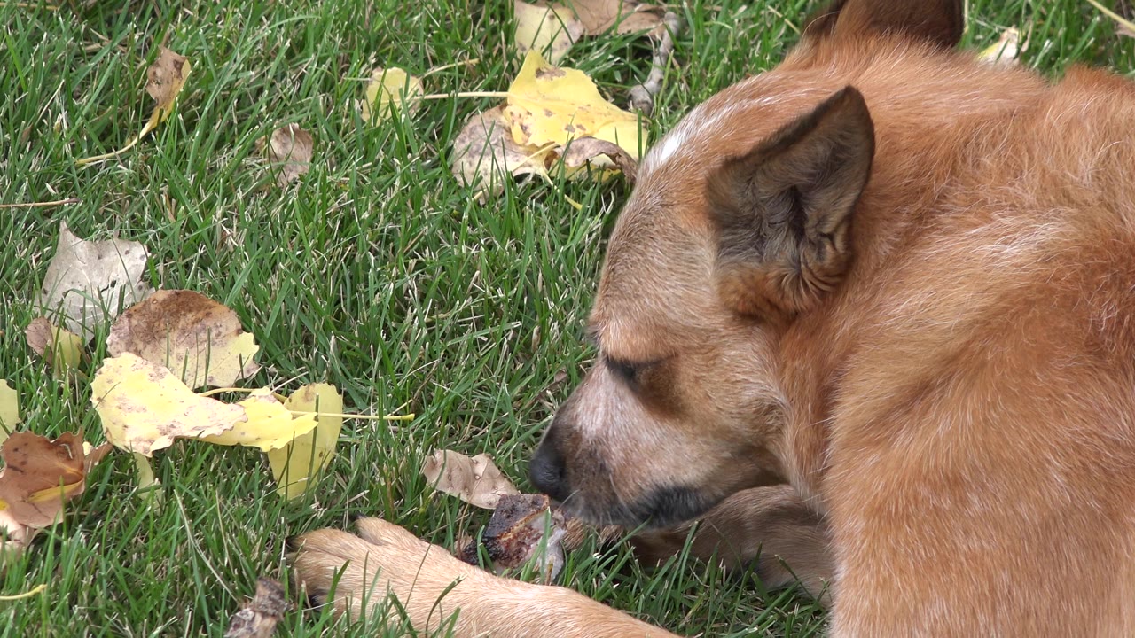 A tan dog lies on green grass in Westminster, Colorado with its head near a bone and scattered autumn leaves, no visible people.