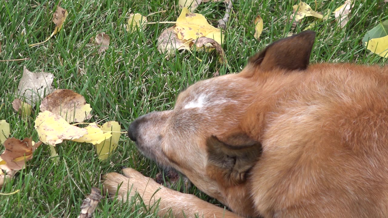 Dog head and shoulder seen from above on leafy grass.