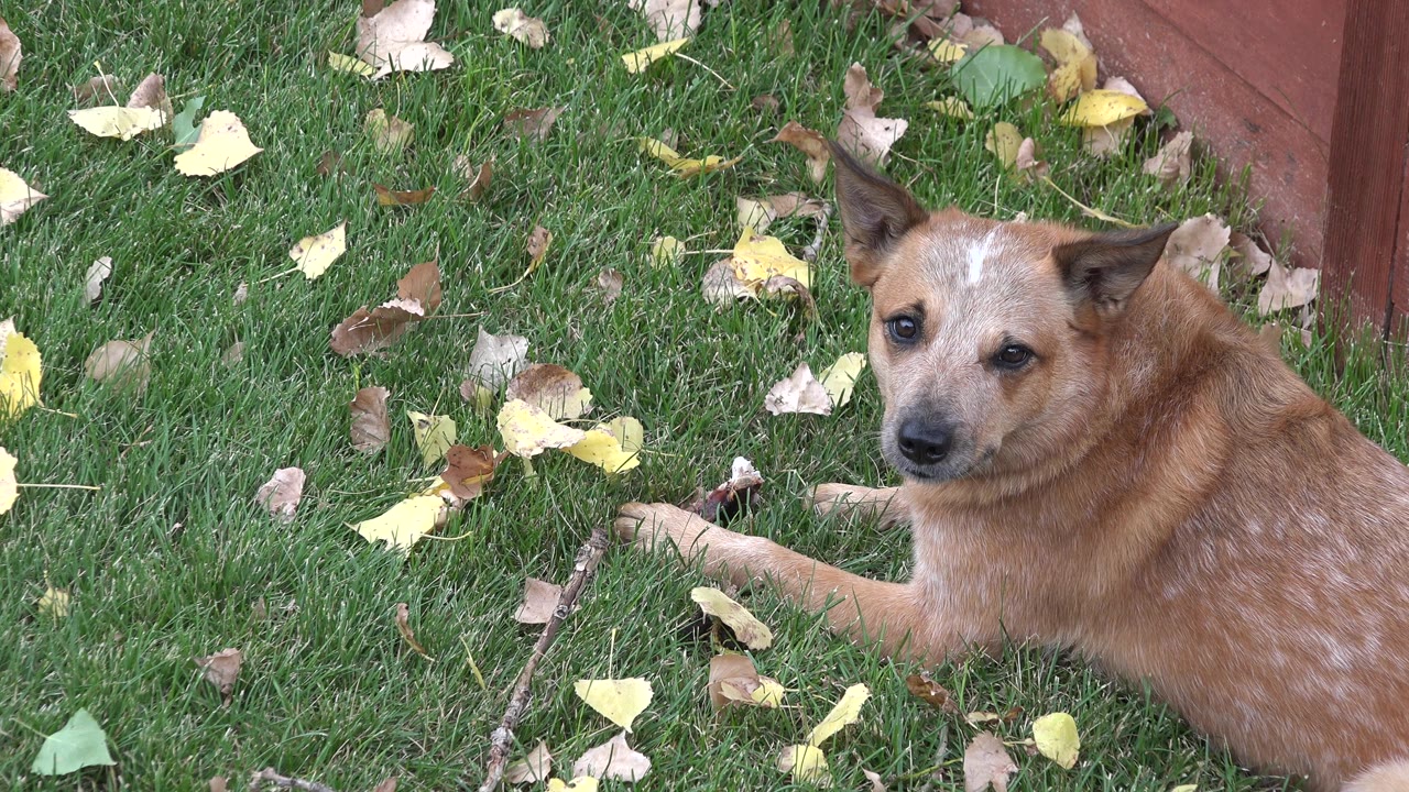 Brown dog lying on grass with a stick and fallen leaves.