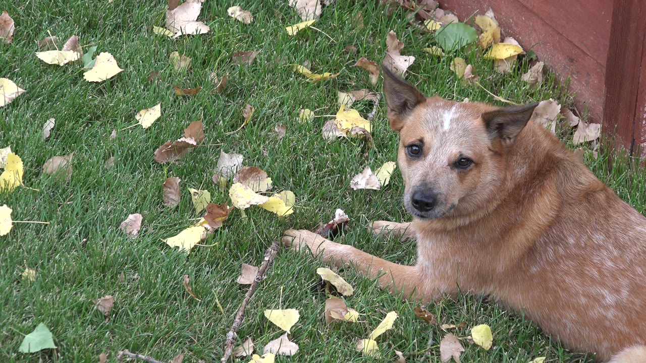 The brown dog remains low on the grass in the Westminster garden, looking toward the camera with yellow and brown leaves scattered nearby and no visible people.