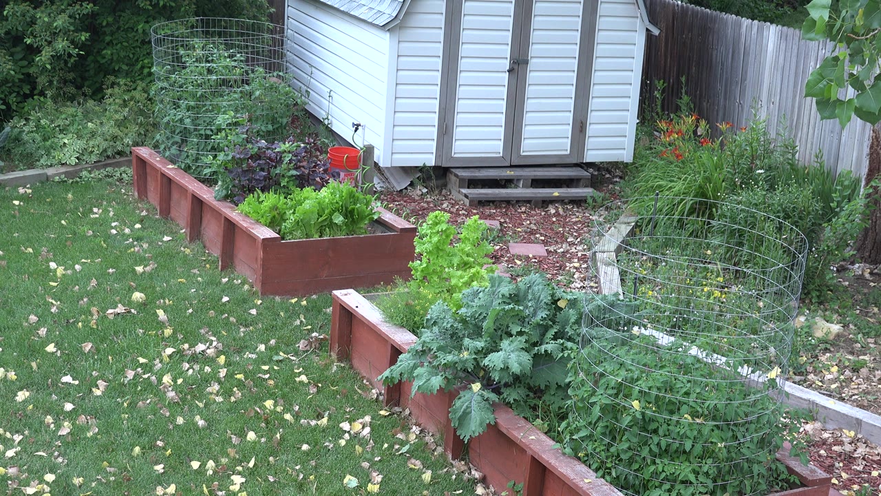 Backyard lawn with raised garden beds, tomato cages, flowers, white shed, and wood fence.