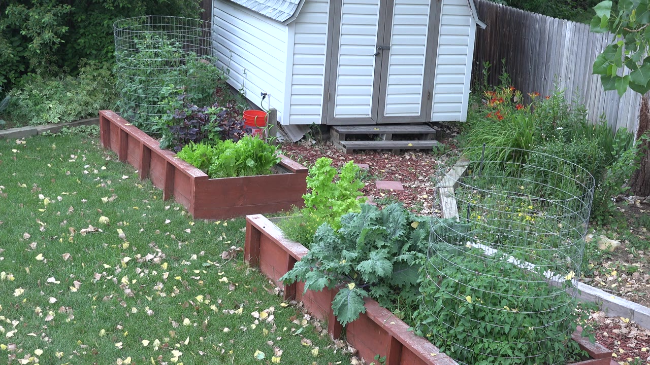 Westminster, Colorado backyard with the raised beds centered more prominently, a white shed behind them, lawn in front, wood fence along the side, and no visible people.