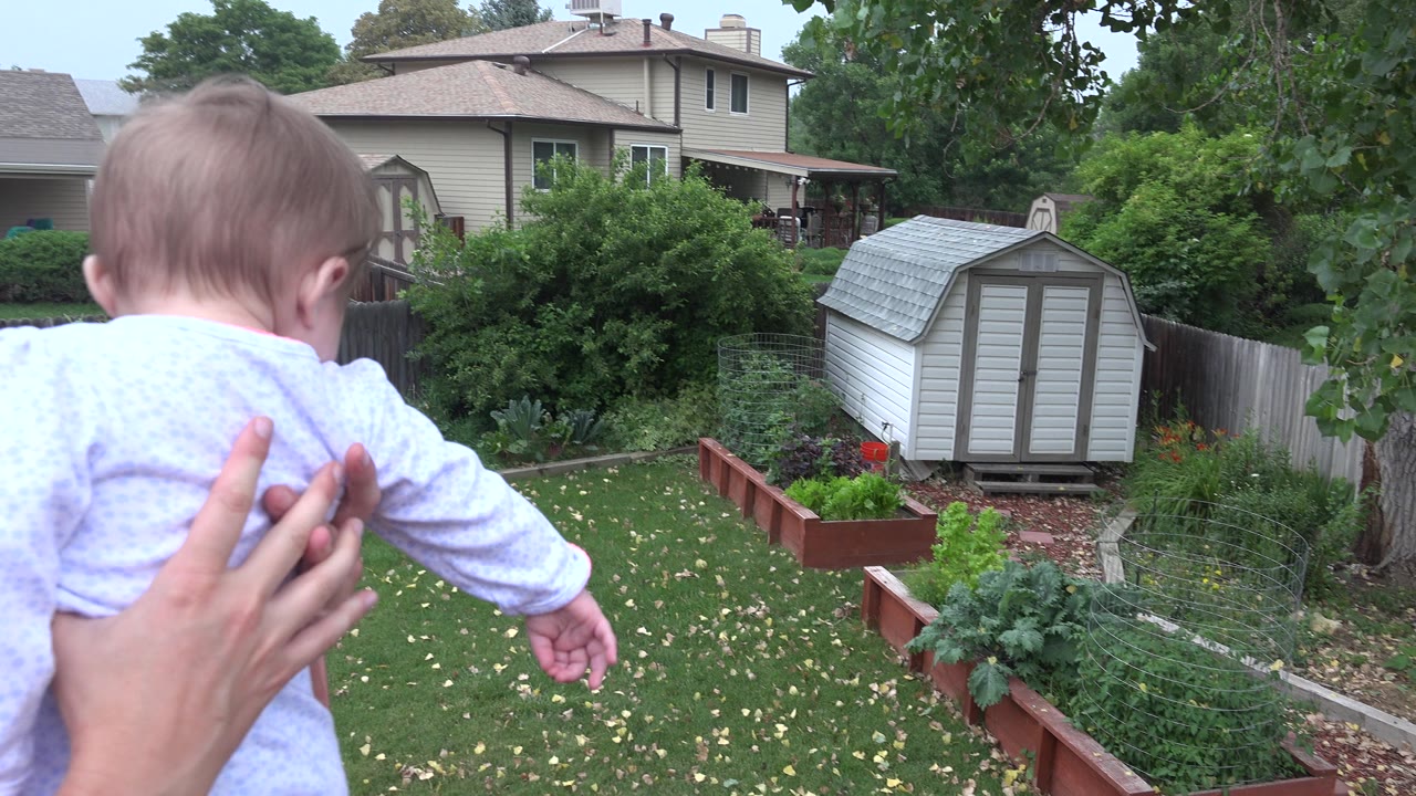 Baby held over a backyard garden with raised beds and a small white shed.