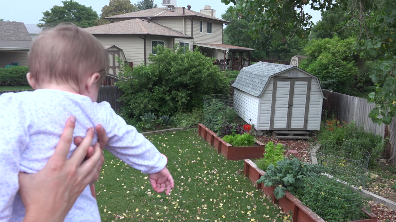 The baby is centered from behind while an adult hand supports them, with Westminster backyard grass, raised beds, leafy trees, a fence, houses, and the white shed in view.