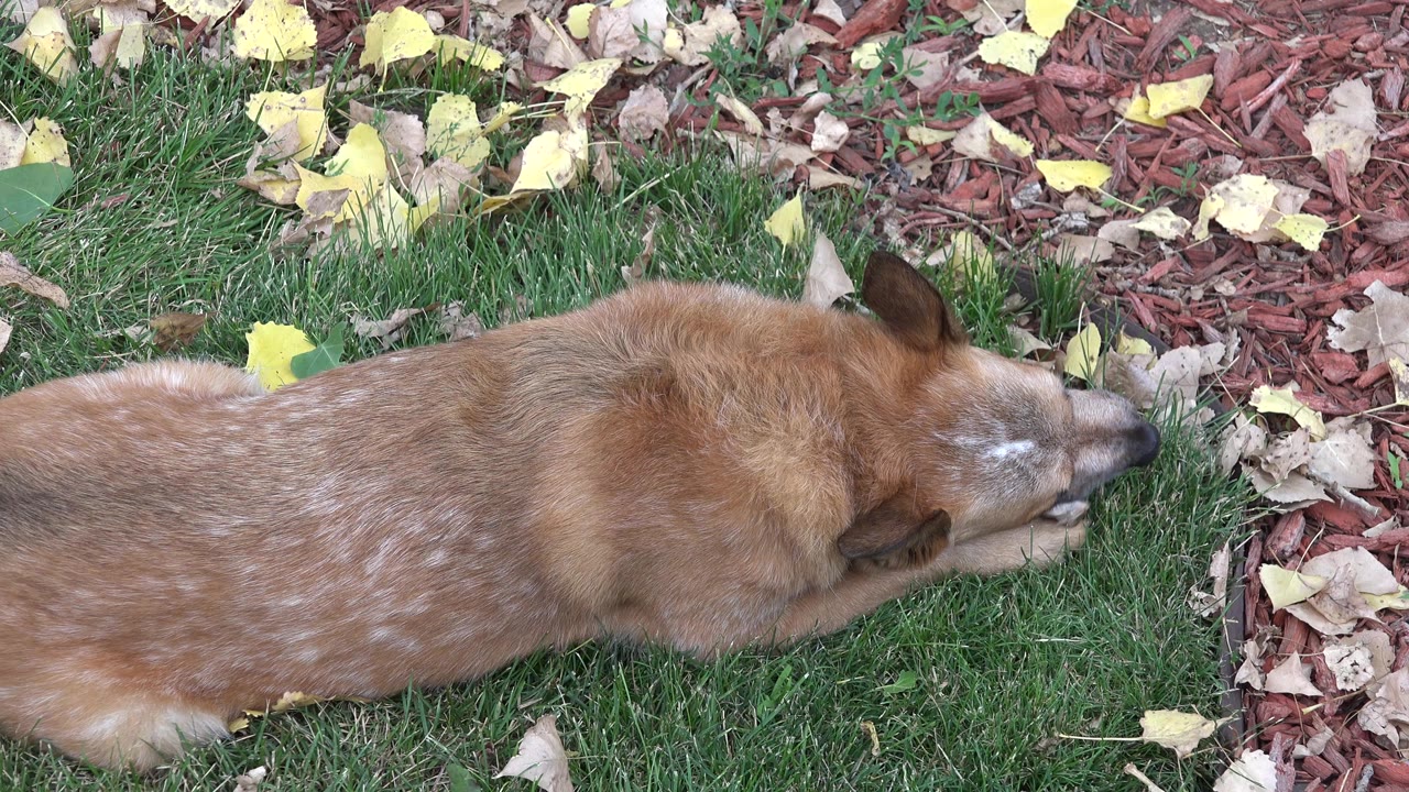 Tan medium-sized dog lies on green grass in Westminster, Colorado, with its head down near a small treat and red mulch behind it, with no visible people.