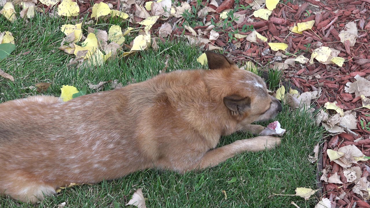 Tan dog chewing a treat while lying by the mulch bed.