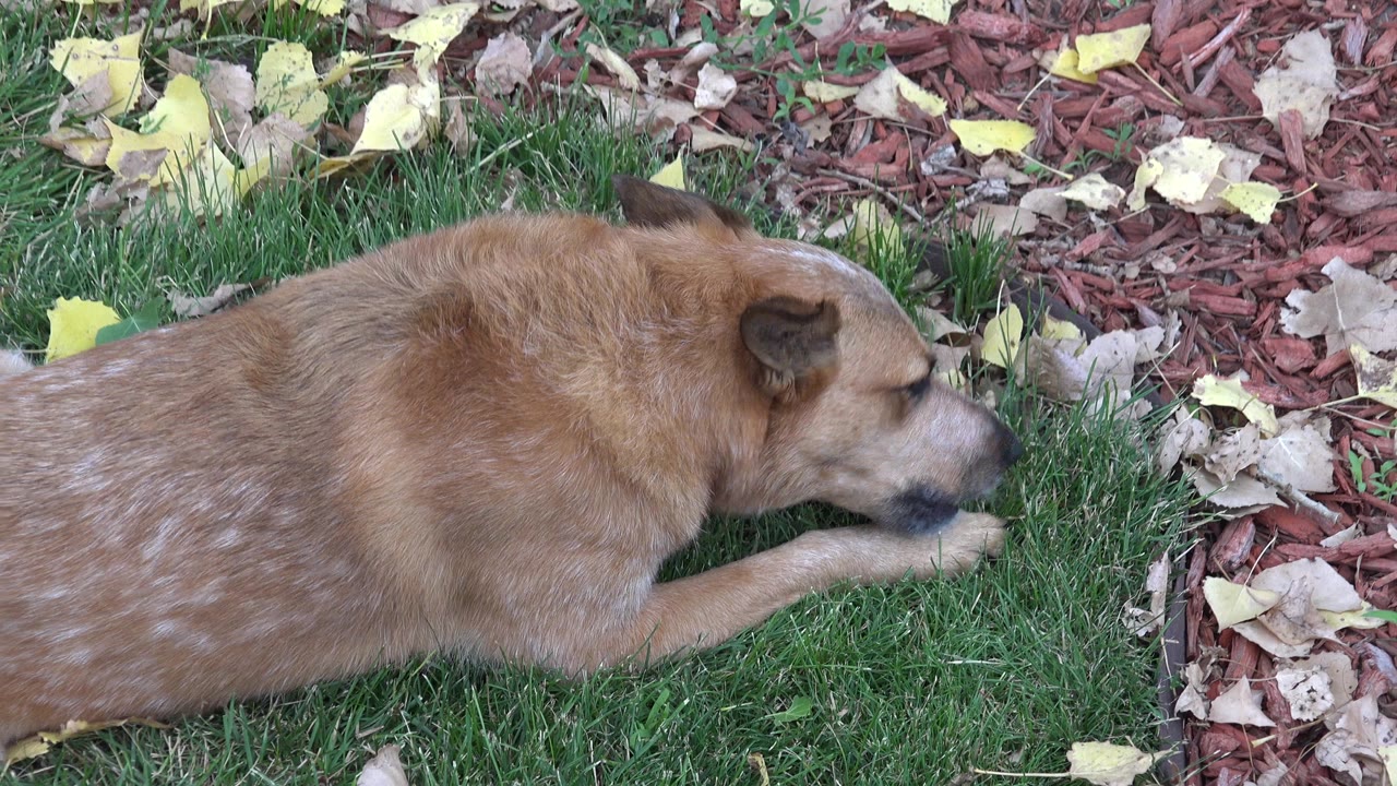 A tan dog lies on green grass in Westminster, Colorado, chewing near red mulch and scattered pale leaves, with no visible people.