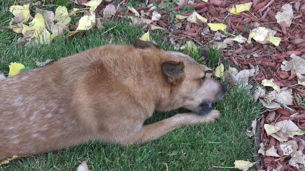 A side-profile view shows the tan dog stretched across the grass in Westminster, Colorado, chewing with its muzzle close to the ground and no visible people.