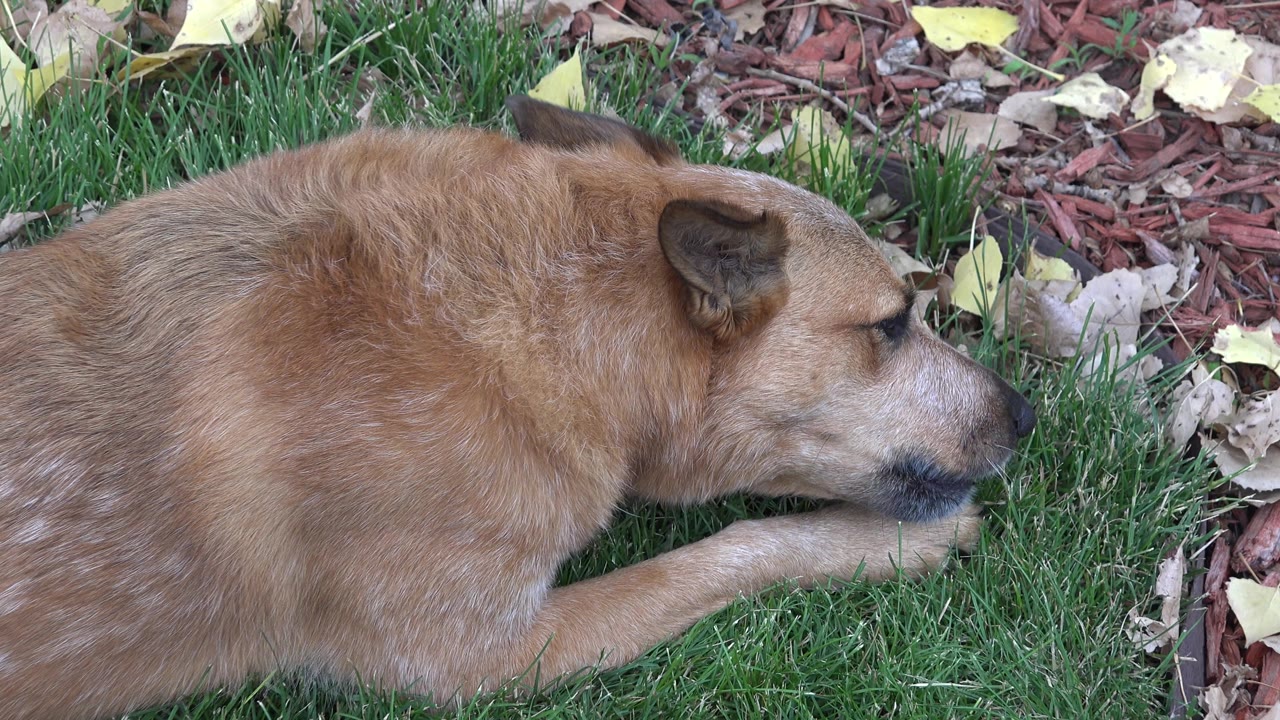 Close side view of dog chewing beside mulch