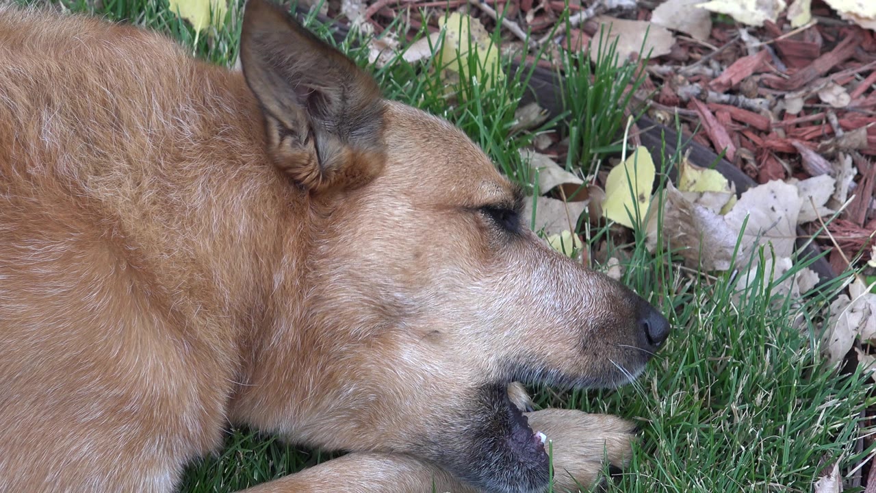 A tan dog in Westminster, Colorado lies in grass with its mouth around a pale bone, framed close from the side with leaves and mulch behind it and no visible people.