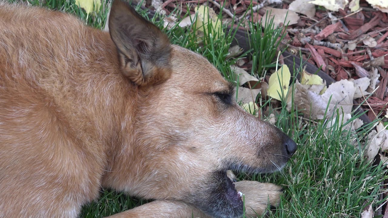 The dog remains in close side profile in the Westminster garden, with its jaw near the bone, green grass in the foreground, dry leaves behind, and no visible people.