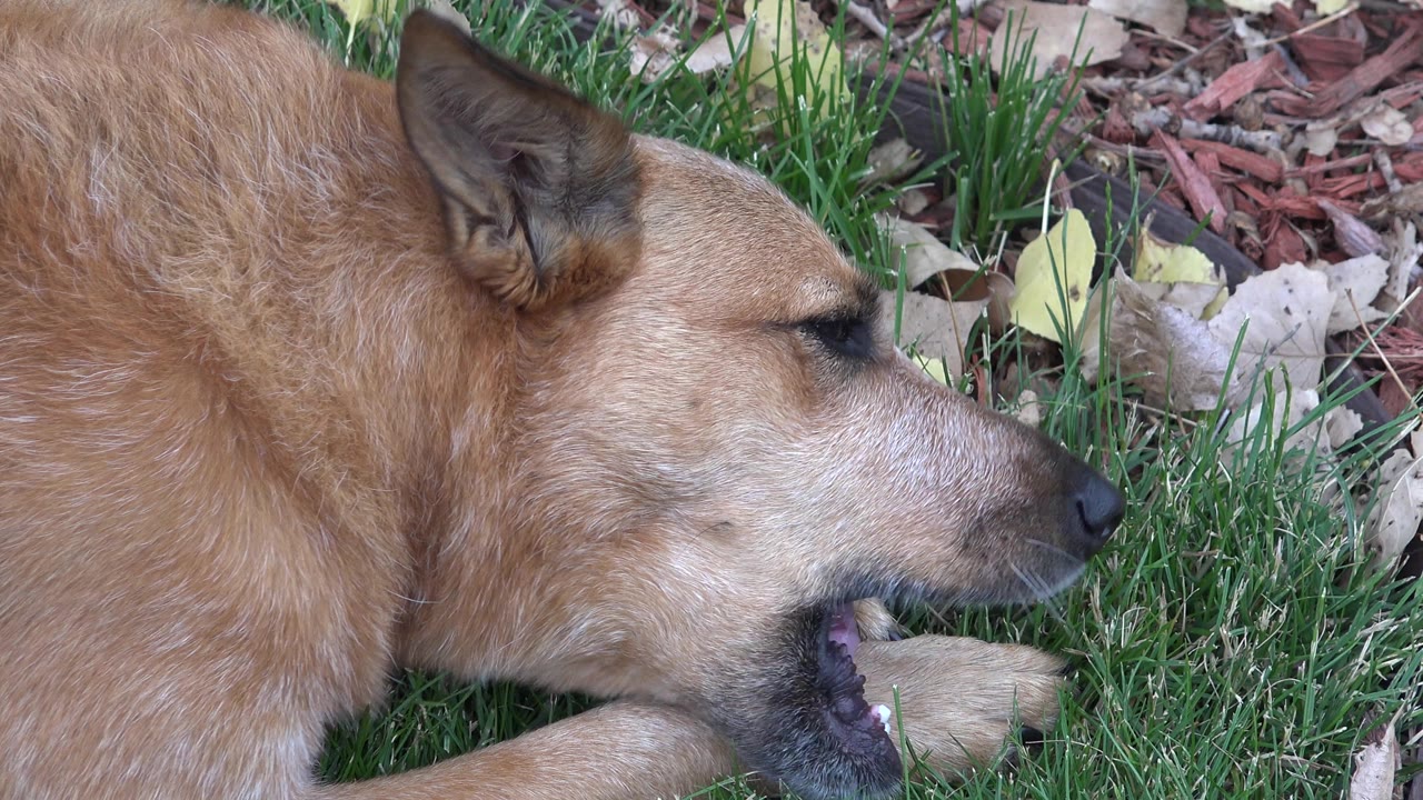 Dog with eyes partly closed chewing a bone outdoors