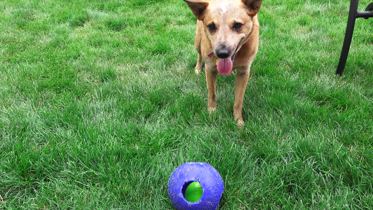 At 0:01 in Broomfield, Colorado, the dog remains centered high in the frame with its tongue out and the blue ball below on the lawn, with no visible people.
