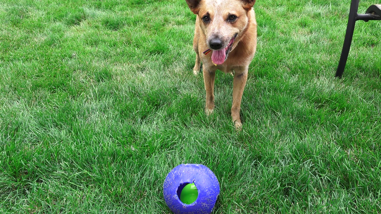 A brown dog faces the camera across a green lawn in Broomfield, Colorado, with a blue ball near the bottom of frame and no visible people.