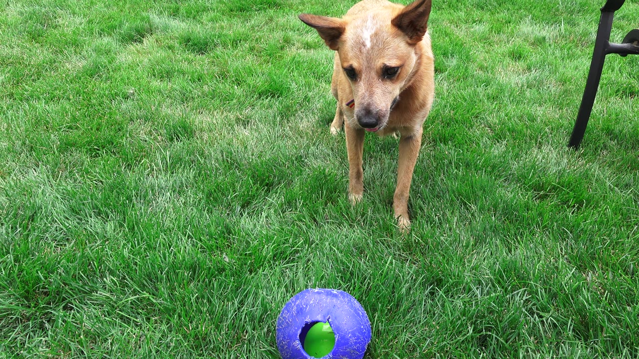 Brown dog steps closer to a blue ball in grass.