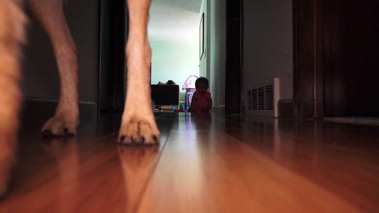 Dog legs in foreground with baby crawling in a hallway background.