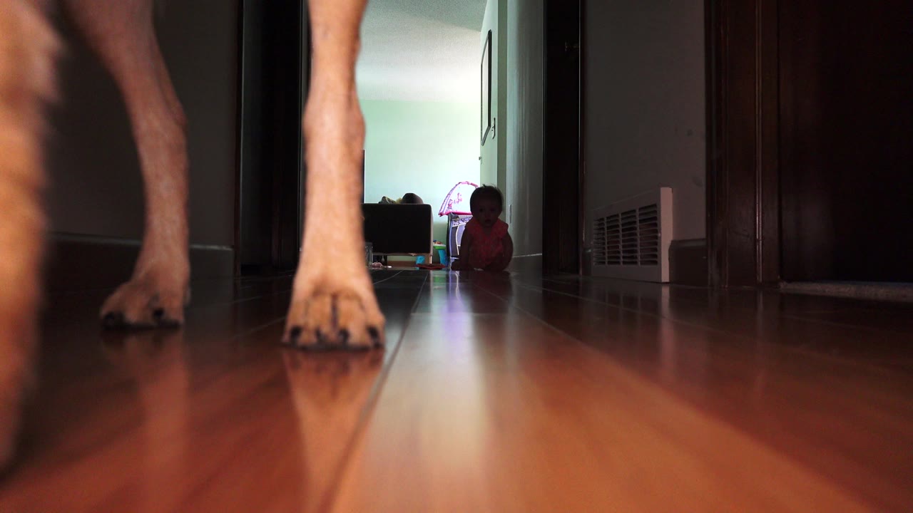 The Broomfield, Colorado indoor hallway remains low and reflective as the dog's paws stand near the lens and the baby continues crawling in the background.