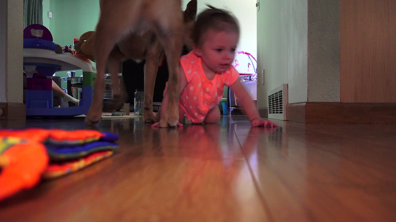 Baby crawling on a wood floor as a dog stands nearby.
