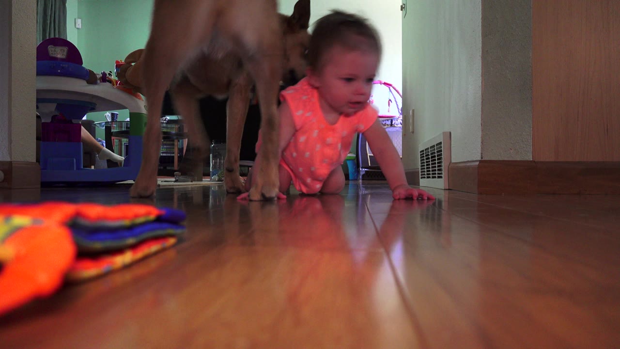 The baby crawls closer to the floor camera in the Broomfield home as the tan dog stands just behind, with the toy still visible at the lower left.