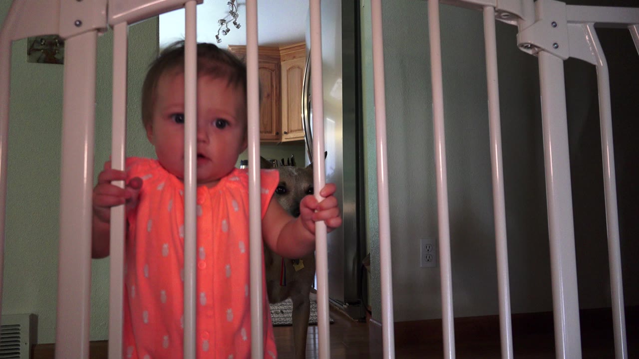 In Broomfield, Colorado, a baby in a coral outfit faces the camera while gripping a white child safety gate, with a tan dog partly visible behind her in the home interior.