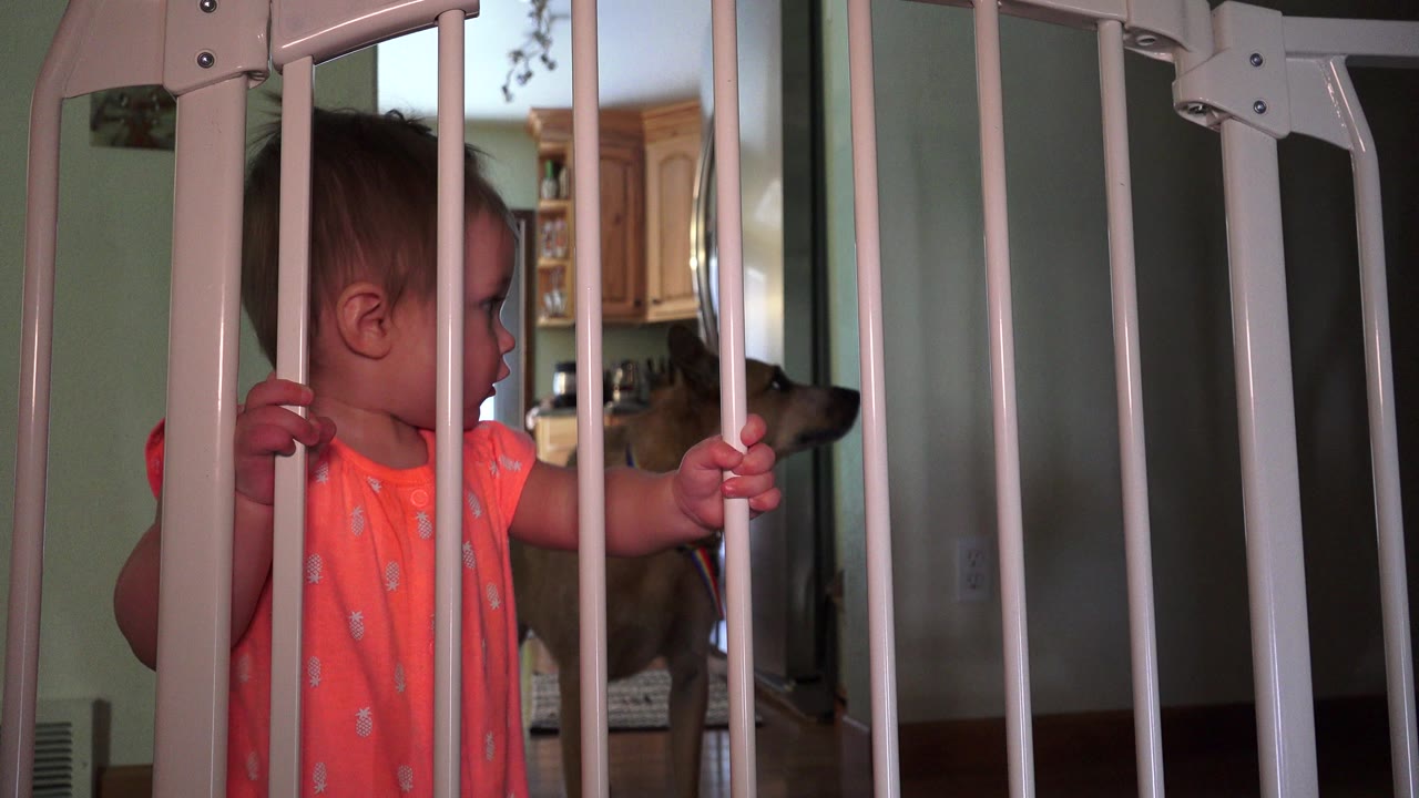 At 0:00 in a Broomfield, Colorado home, a toddler in a coral outfit holds the white baby gate while a brown dog stands behind the bars near the kitchen area.