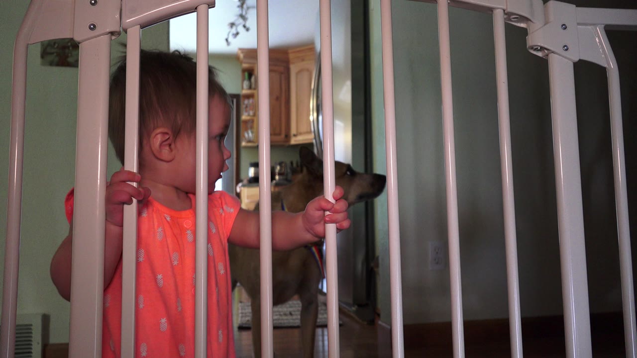 At 0:01, the toddler faces right while gripping two white gate bars, with the dog partly visible behind the child in the Broomfield, Colorado interior.