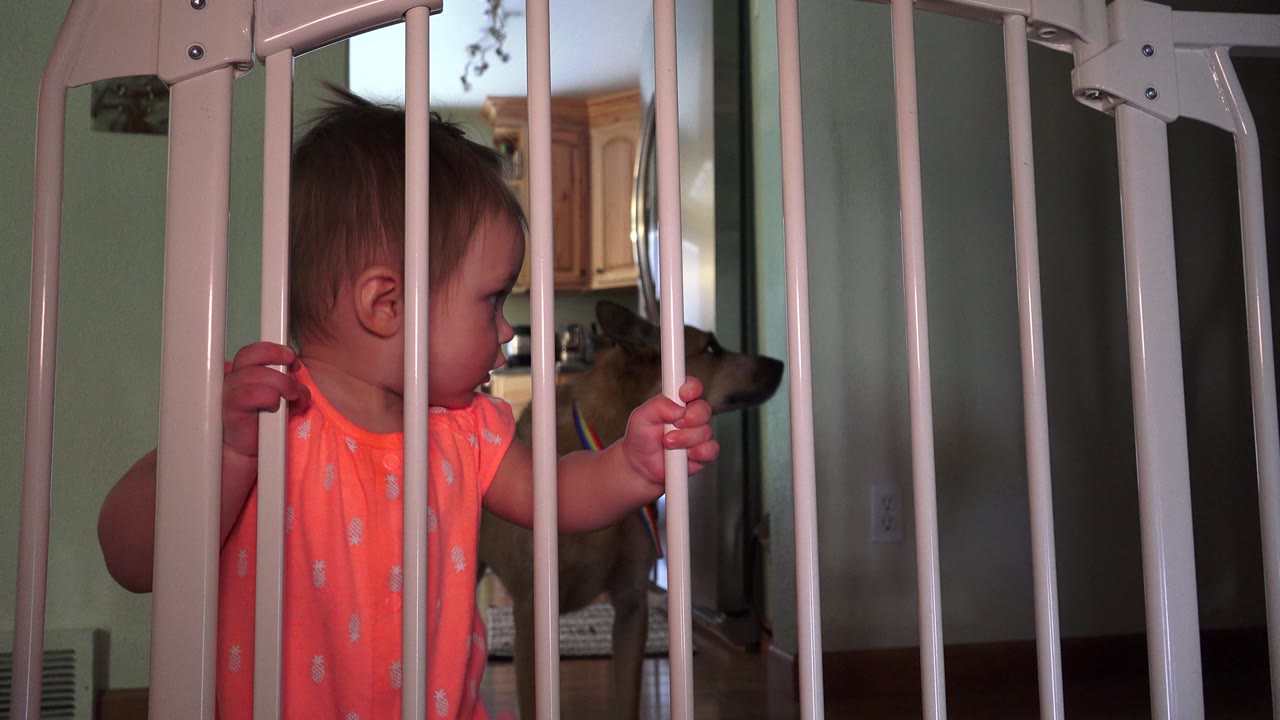 Toddler holding a baby gate while looking to the side.