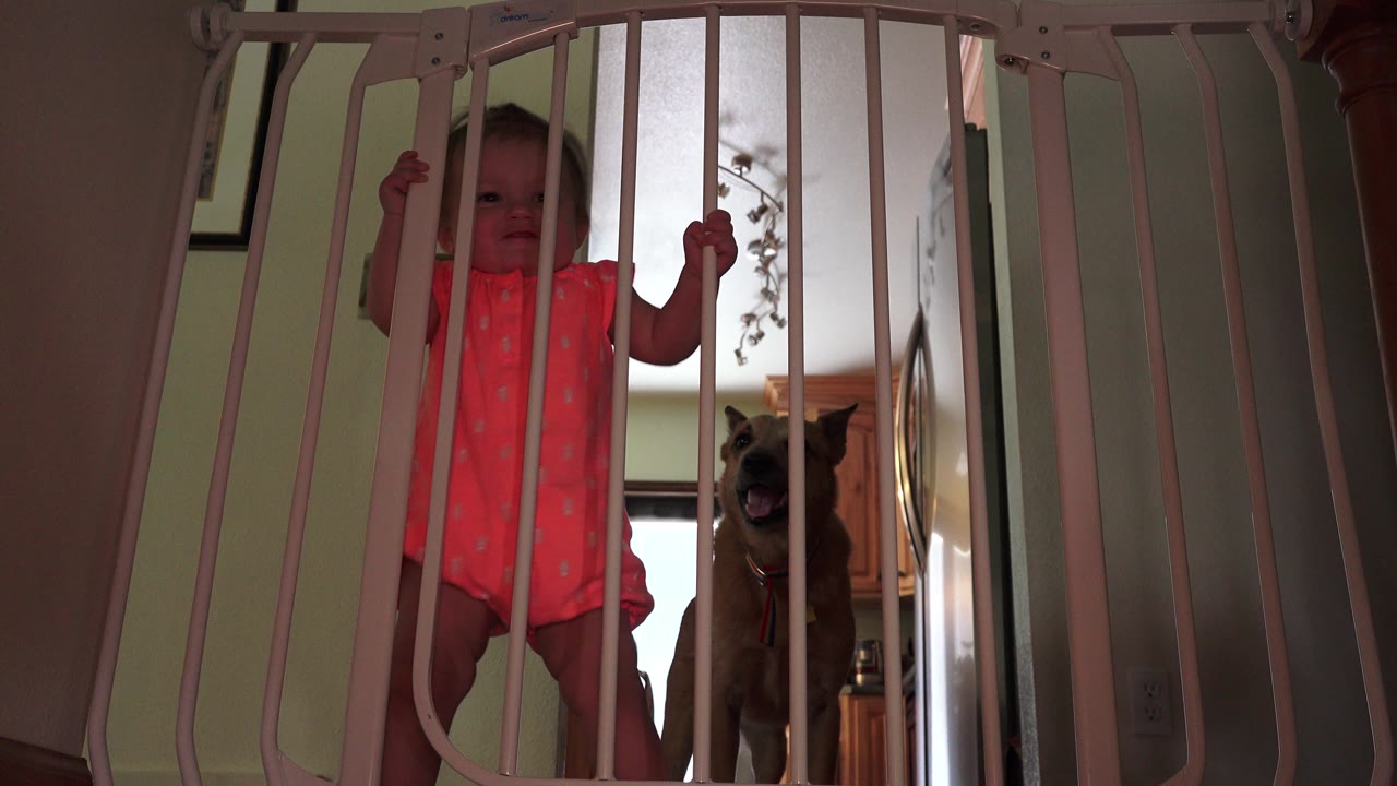 Baby facing forward behind a stair gate with dog near kitchen doorway.