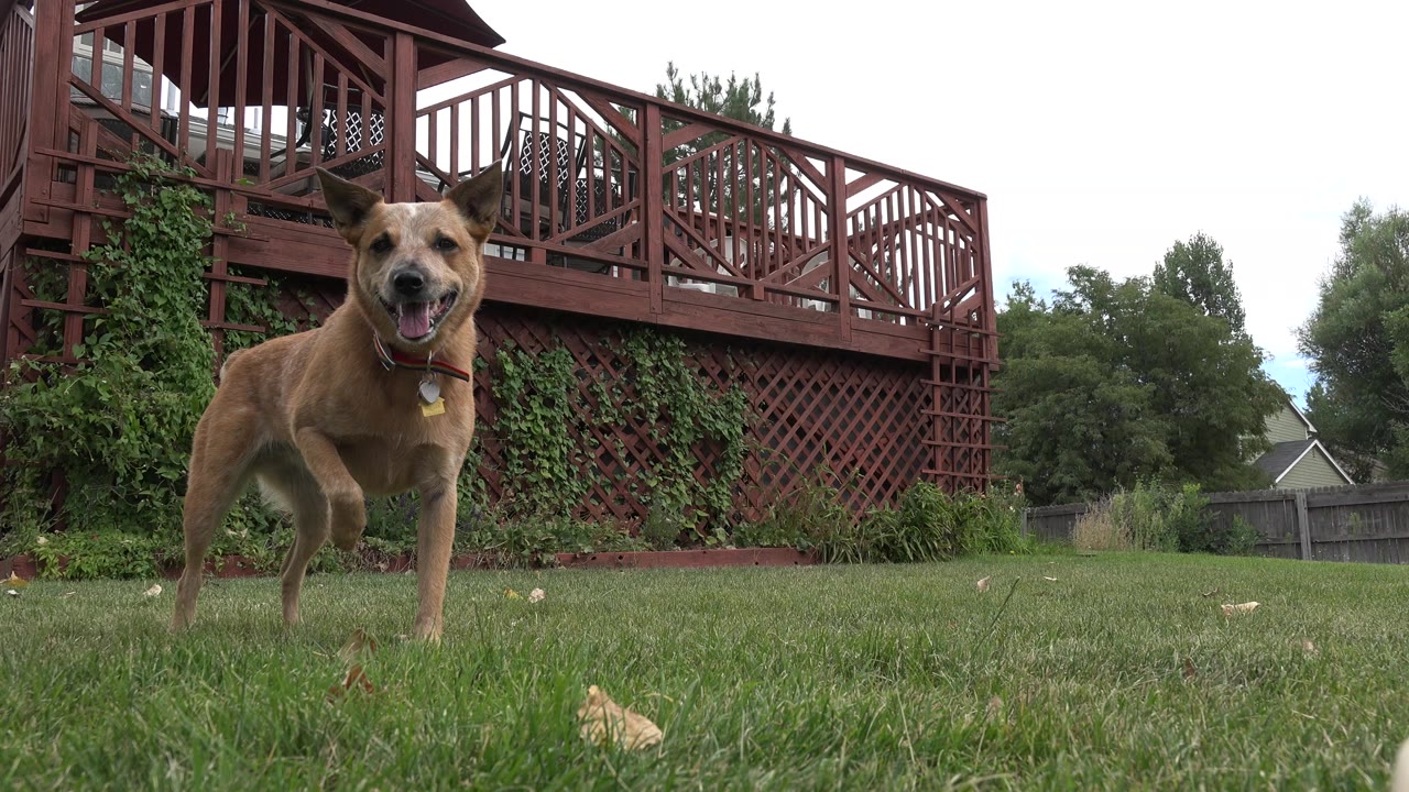 Tan dog standing on grass below a red wooden deck.