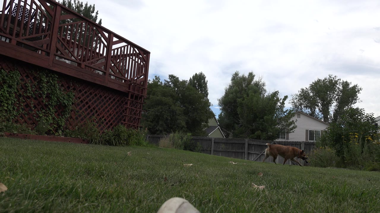 At 0:00 in Westminster, Colorado, a brown dog walks through a grassy backyard beneath a red wood deck, with fencing, shrubs, homes, and no visible people in frame.