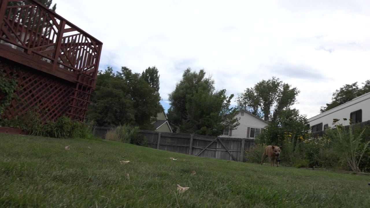 Brown dog near tall plants at the edge of a grassy yard.