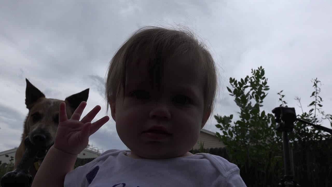 The baby raises one hand near the lens while the tan dog looks forward from behind in the Westminster, Colorado garden setting.