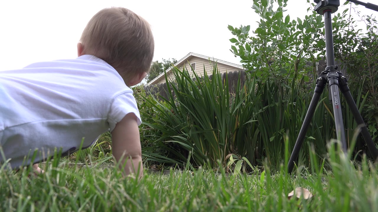 At 0:01, the baby remains low in the grass in Westminster, Colorado, facing away from the viewer as the tripod stands near leafy plants on the right.