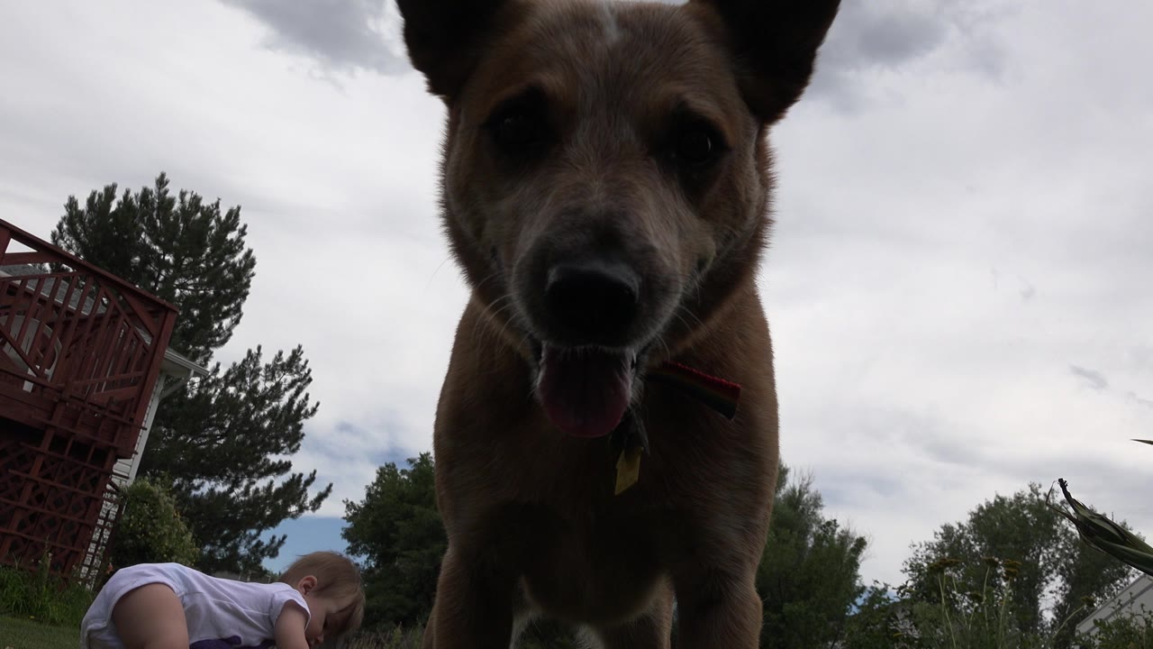 Panting tan dog close to a low camera outdoors.