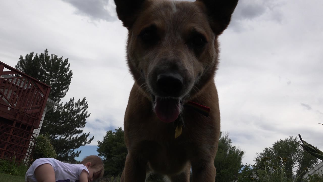 The dog remains centered and close to the lens in Westminster, Colorado, with its ears silhouetted against the bright cloudy sky and a partial person low in the background.