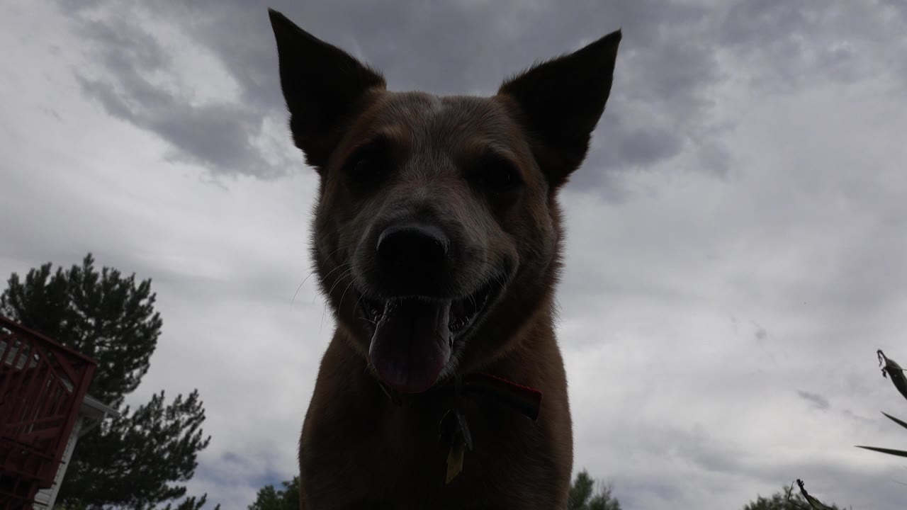 Tan dog close to a low camera under a cloudy sky.