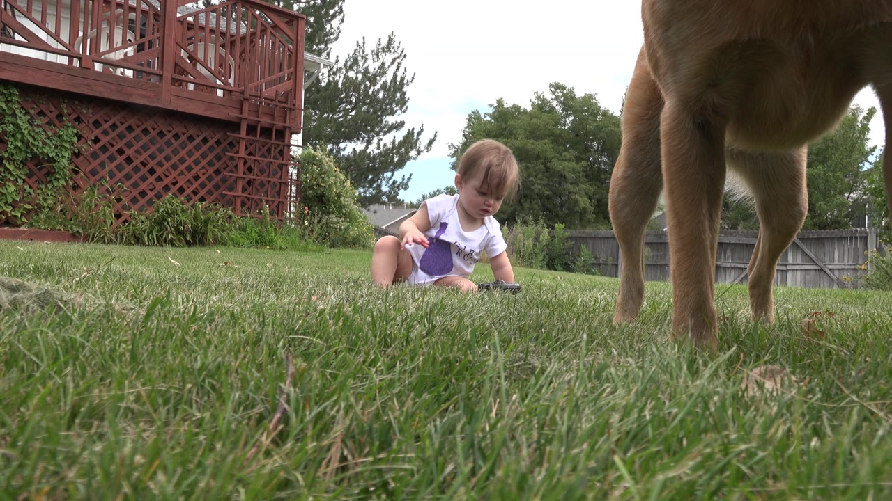 Baby girl sits on grass while a brown dog stands in the foreground.