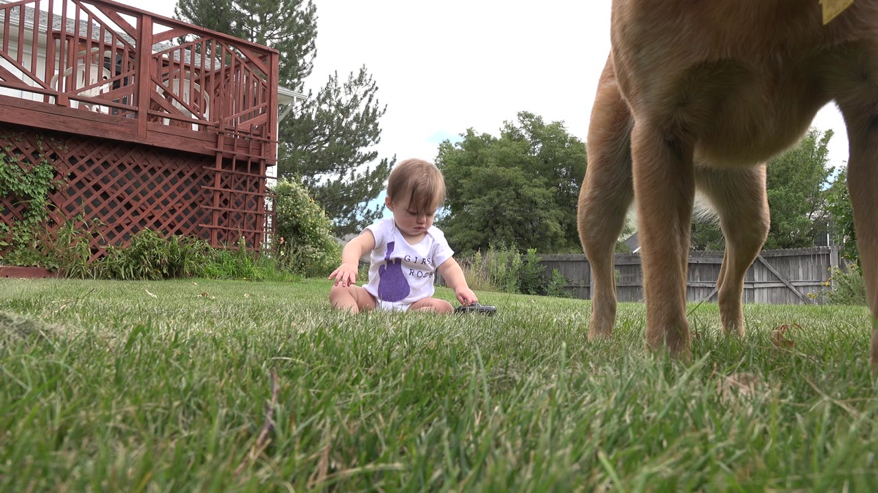 Young child sitting on grass with tan dog close to the camera