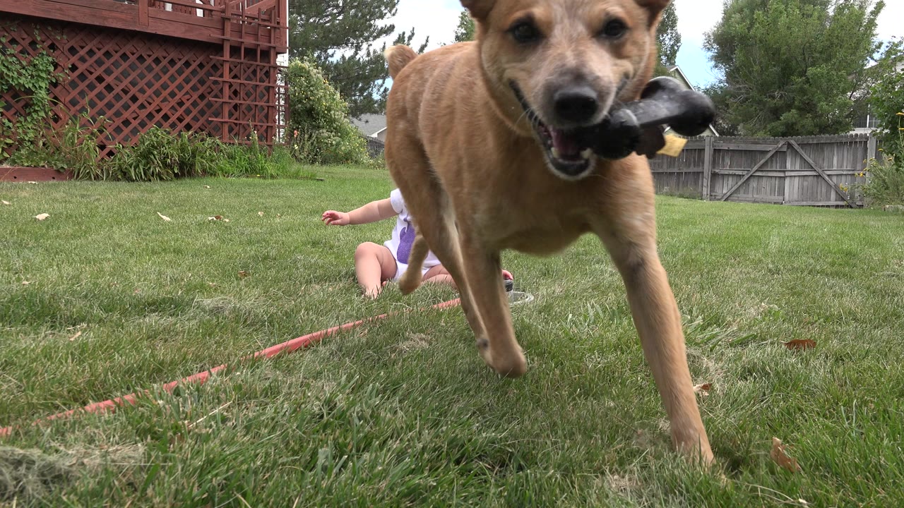 Tan dog carrying a black object passes close to the ground-level camera while an infant sits on the backyard grass in Westminster, Colorado.